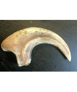 9 INCH RAPTOR CLAW JURASSIC DINOSAUR FOSSIL BONE REPLICA TALON RELIC UTA... - $516.06 MXN