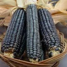 30 Hopi Blue Corn Seeds - Heirloom, Non-GMO, Vibrant Color &amp; Rich Flavor Variety - £10.93 GBP