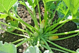 30+ Round Zucchini Summer Squash Vegetable Seeds - £16.10 GBP