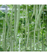 SL Long Snake Gourd &#39;Trichosanthes Cucumerina&#39; Seeds, 4 Seeds, Professio... - $1.87 CAD