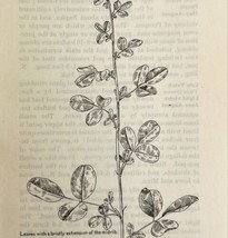 1905 Bush Clover Wild Flower Print Pen &amp; Ink Lithograph Antique Art  - £13.98 GBP