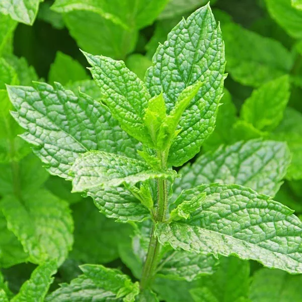 500 Seeds Spearmint Mentha Spicata Herb Tea Organic Fresh Seeds - £7.55 GBP