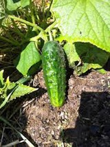 Grow In US Cucumber Seed Boston Pickling Heirloom Non Gmo 100 Seeds Pickle - $9.53
