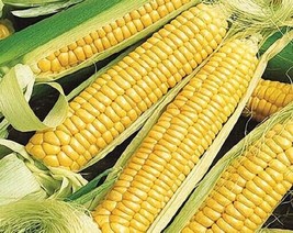 Guashi Store 100 Early Golden Bantam Sweet Corn Seeds Non Gmo Heirloom #Cornseed - £13.29 GBP