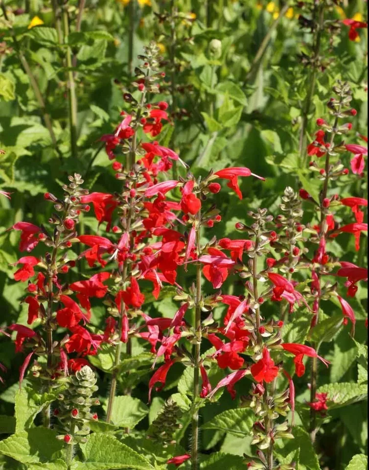 500 RED SCARLET Sage Seeds – Non-GMO Salvia, Annual or Perennial Flowers - $8.00