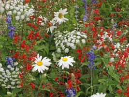 SHIP FROM US 160,000 Patriot Red White &amp; Blue Wildflower Seed Mix, ZG09 - $74.76