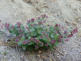 FROM US 20 Seeds Heartleaf Milkweed (Asclepias cordifolia) GV18 - £36.51 GBP