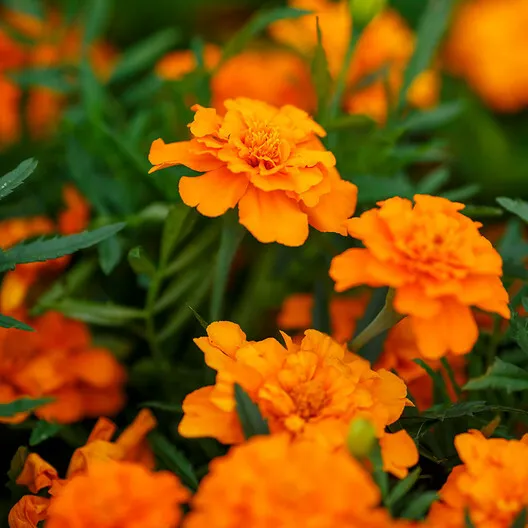 French Marigold Tangerine Double 100 Seeds Dwarf Beneficial Plant Non-Gmo - £7.36 GBP