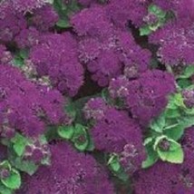 USA Seller 50 Violet Ageratum Dondo Annual Flower Seeds Fast Shipping - £16.61 GBP