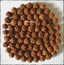 5 Five Mukhi Face Rudraksh Rudraksha 50 Pcs Loose Beads - £32.99 GBP
