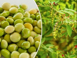 30 Pigeon Pea Seeds Cajanus cajan Pigeonpea Organic Heirloom - $4.11