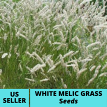 20Pcs White Melic Grass Ornamental Grass Seeds Melica Ciliata Silky Spike Seed - $17.79