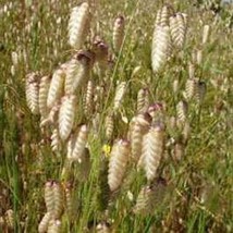 LWSTORE Quaking Grass Briza Maxima 25 Seeds USPS Shipping - $9.42