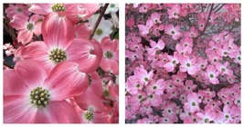Flowering Pink Dogwood Cornus Tree Seeds 15 Seeds Gardening - £22.01 GBP