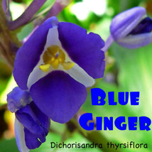 Sapphire Blue Ginger Gorgeous Dichorisandra Thyrsiflora Live Starter Plant Fast  - £33.29 GBP