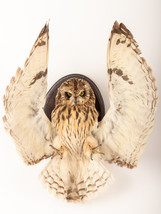 Taxidermy composition owl. Stuffed asio flammeus. Taxidermy owl wall mou... - £274.09 GBP