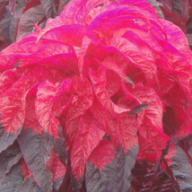 US Seller 200Pcs Amaranthus Tricolor Seeds Tri Color Dark Red New Fresh Seeds - $10.90