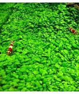 Glossostigma Elatinoides Bunch Carpet B2G1 Live Aquarium Plants planted ... - $14.55