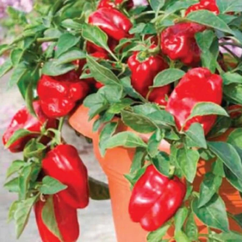 20 Patio Redskin Sweet Bell Pepper . Organic. . Ships Seeds – Garden Fav... - $76.96 MXN