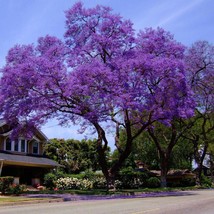 Blue Jacaranda Tree (Jacaranda Mimosaefolia) Seeds Garden - £12.60 GBP