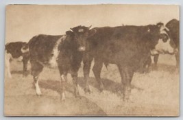 RPPC Cows And Calf Real Photo Postcard T27 - £5.44 GBP