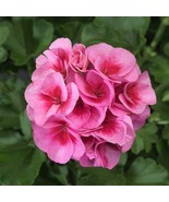 Geranium Flower Pelargonium Geranium, 200 Seeds - $26.19