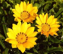 Gazania Seeds Leader Yellow Seeds 50 Flower Seeds Garden USA Seeds - £6.56 GBP