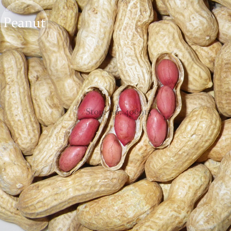 Heirloom Carwile's Virginia Peanut, 5 Seeds, 3 groundnuts in one shell open-poll - $3.49