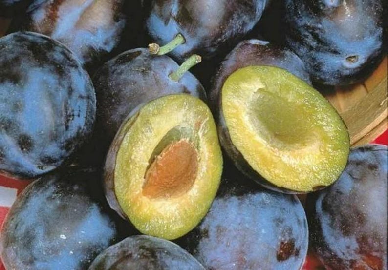 Stanley Plum (3 fresh Cuttings Scions 10-15 inches long)  - $24.99