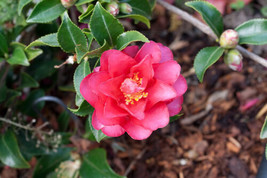 SEPTH Shishi Gashira Camellia Sasanqua - Live Plant - Quart Pot - $37.49