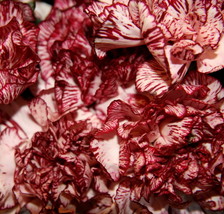 SHIPPED FROM US 100 Avranchin Red &amp; White Carnation Dianthus Flower Seeds, SB01 - £15.58 GBP