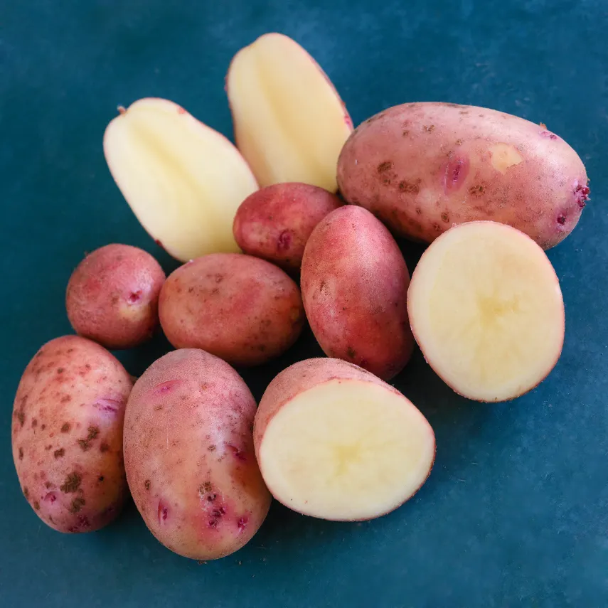 POTATO TUBERS MONDAK GOLD (10 MICRO TUBERS), SEEDS R - £30.47 GBP