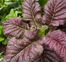 Japanese Giant Red Mustard Greens Seeds Brassica Mizuna Tatsoi Kale Seeds  - £4.76 GBP