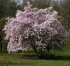  Established Roots – Magnolia Leonard Messel Tree –3 Plants in 3.5&quot; Pots - £65.53 GBP