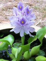 100 Seeds, Water Hyacinth Flower Plants, Water Hyacinth SH112073C - £13.69 GBP