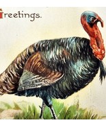 Cordial Thanksgiving Greetings 1908 Postcard Embossed Tom Turkey PCBG6D - $54.69 CAD