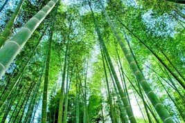 Septh 20 Giant Moso Bamboo Seeds - Phyllostachys Pubescens - £7.14 GBP