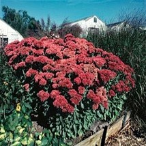 10 Wholesale Perennial Sedum &#39;Autumn Fire&#39; Stonecrop Live Plants Flowers... - £54.26 GBP