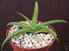 4" Agave Nizandensis, rare succulent plant cactus aloe exotic collection cacti - $33.98