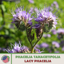 AD 200 Lacy Phacelia Seeds Phacelia Tanacetifolia Bee &amp; Butterfly Attrac... - $13.26