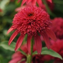 50 + Cranberry Coneflower Seeds Echinacea Flower Perennial Bloom Flowers... - £8.02 GBP