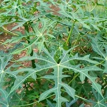 Daun Gedi Pepaya Jepang - Abelmoschus manihot Leaf (Dried), 80 Gram - $16.27