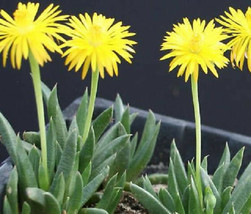 Bergeranthus artus rare exotic mesemb ice plant succulent cactus seed 20 SEEDS - £7.18 GBP