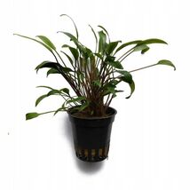 CRYPTOCORYNE Lucens 1 POT -Freshwater Aquatic Live Plants - $92.12 MXN