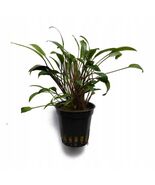 CRYPTOCORYNE Lucens 1 POT -Freshwater Aquatic Live Plants - $90.25 MXN