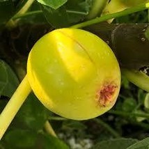 1 Fig Cutting “Sunrise&quot; - $24.00