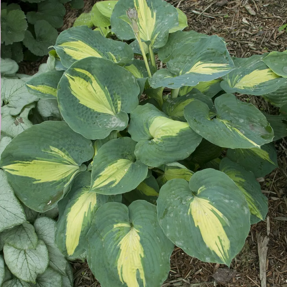 Hosta Dream Weaver Well Rooted 5.25 Inch Pot Perennial  Plant - £27.56 GBP