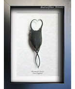 Real Devils Purse Skate Egg Case Mermaids Purse Framed Taxidermy Shadowbox  - $854.79 MXN
