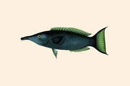 Green Talapat Parrot Fish by John Whitchurch Bennett - Art Print - £17.72 GBP+