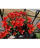 Asiatic Red Lilies - 2 Live Plants - $482.67 MXN